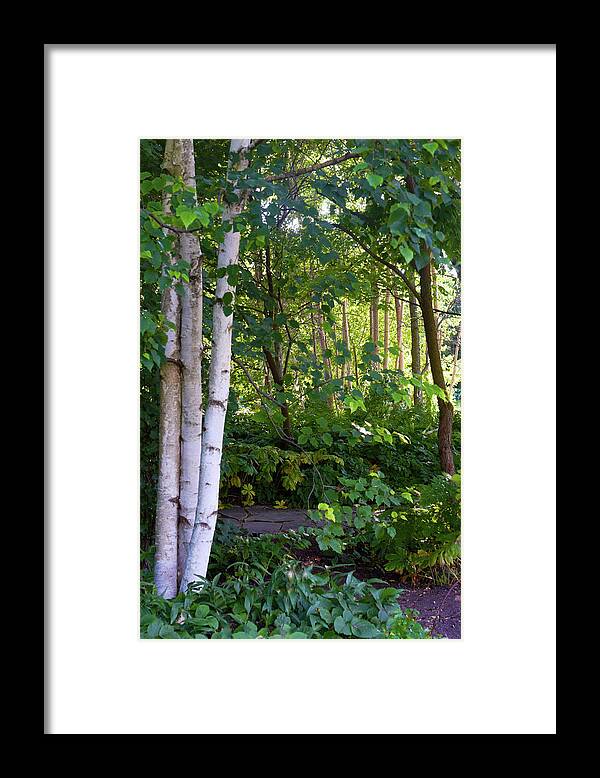 Birch Trees Framed Print featuring the photograph 2016 July Garden Birch Trees Along the Path by Janis Senungetuk
