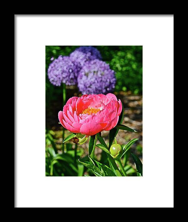 Peony Framed Print featuring the photograph 2016 Late May Coral Supreme Peony by Janis Senungetuk