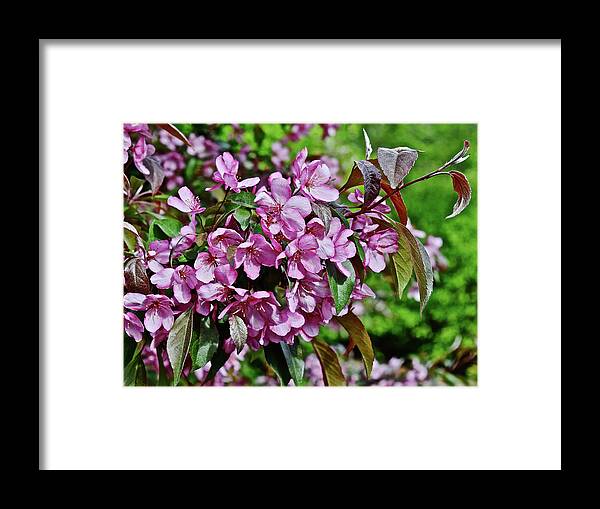 Crabapple Framed Print featuring the photograph 2016 Mid May Oramental Crabapple by Janis Senungetuk