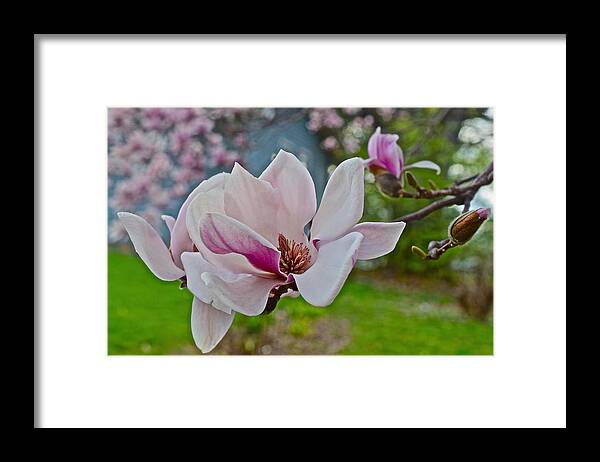 Magnolia Framed Print featuring the photograph 2016 Vernon Magnolia 1 by Janis Senungetuk