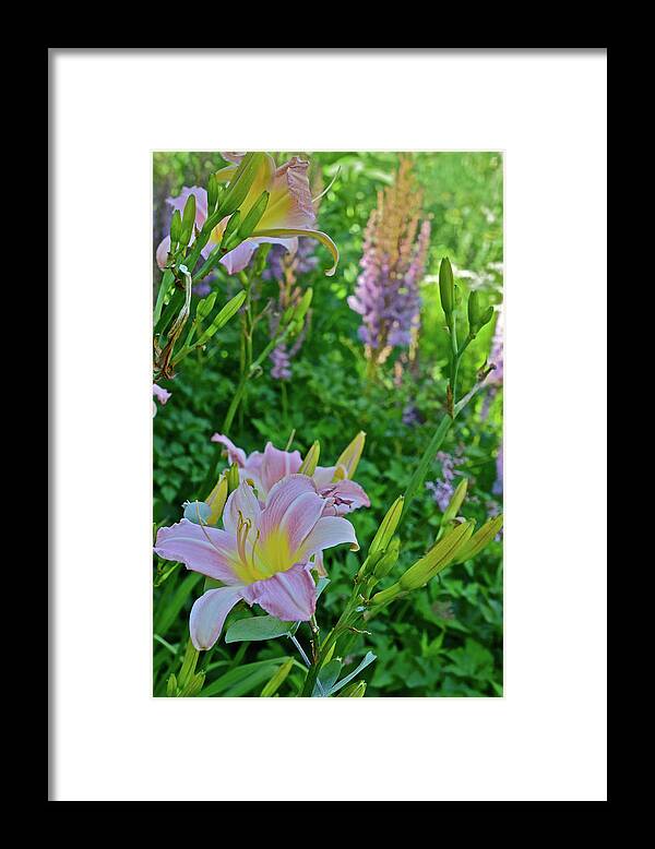 Daylilies Framed Print featuring the photograph 2017 Early July at the Gardens Sunken Garden Daylilies 2 by Janis Senungetuk