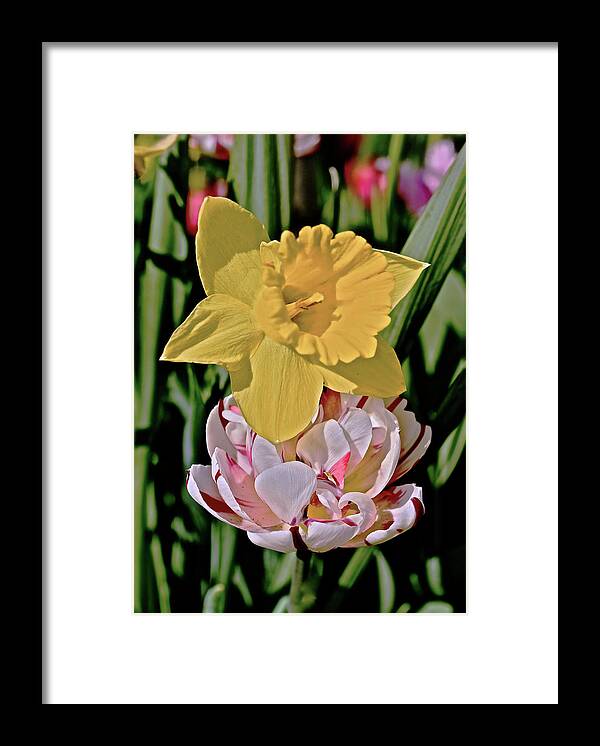 Tulips Framed Print featuring the photograph 2018 Acewood Tulips Daffodil with Tulips by Janis Senungetuk