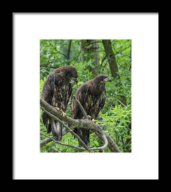 Bald Eagle Framed Print featuring the photograph 2018 Bald Eagle Siblings by Michael Hall