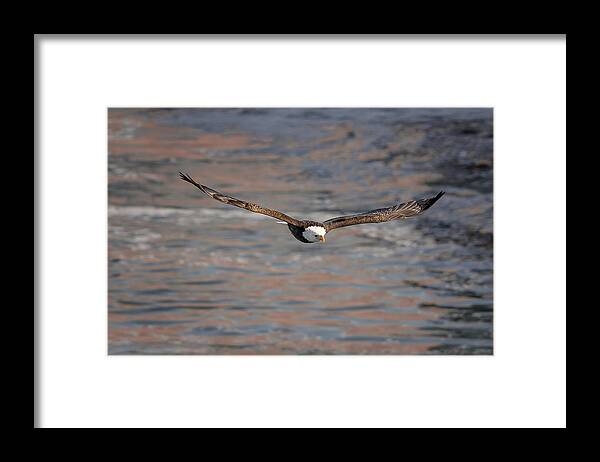 Illinois Framed Print featuring the photograph Bald Eagle by Peter Lakomy
