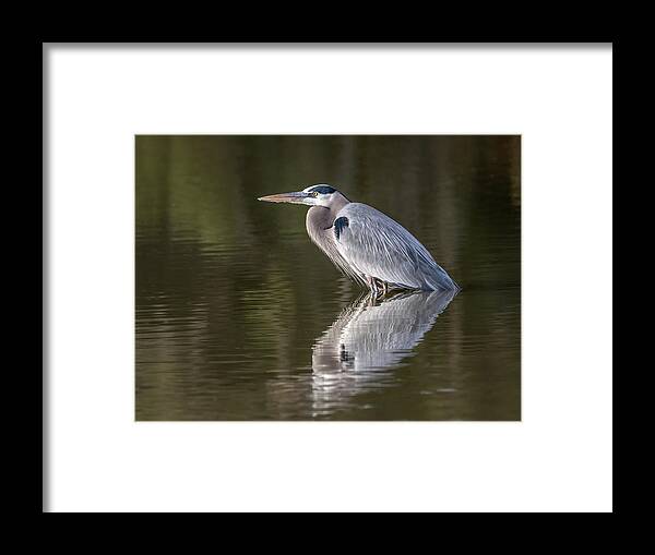 Great Framed Print featuring the photograph Great Blue Heron 0948-010317-1cr by Tam Ryan
