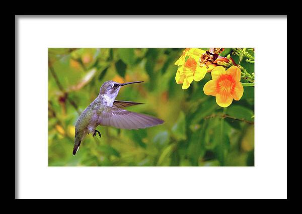 Hummingbird Framed Print featuring the photograph Anna's Hummingbird #3 by Tam Ryan