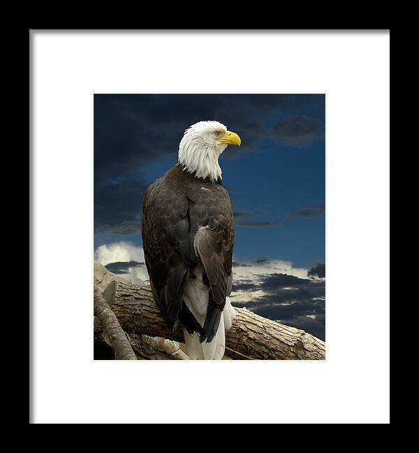 Eagle Framed Print featuring the photograph 2103 by Peter Holme III