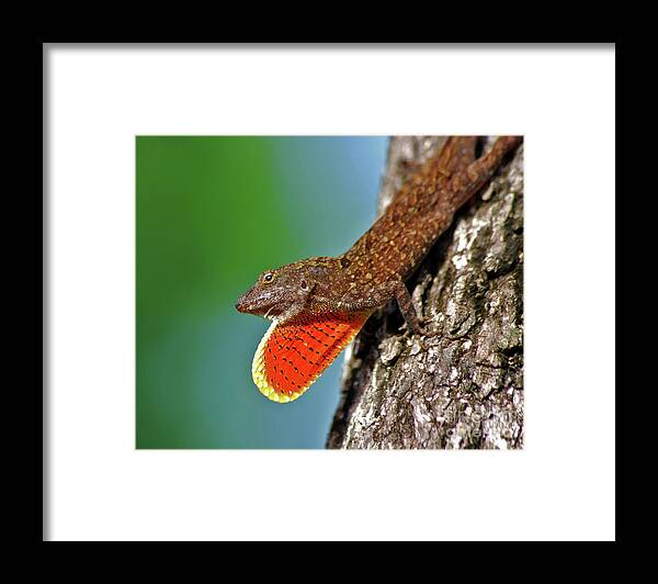 Brown Anole Framed Print featuring the photograph 22- Brown Anole by Joseph Keane