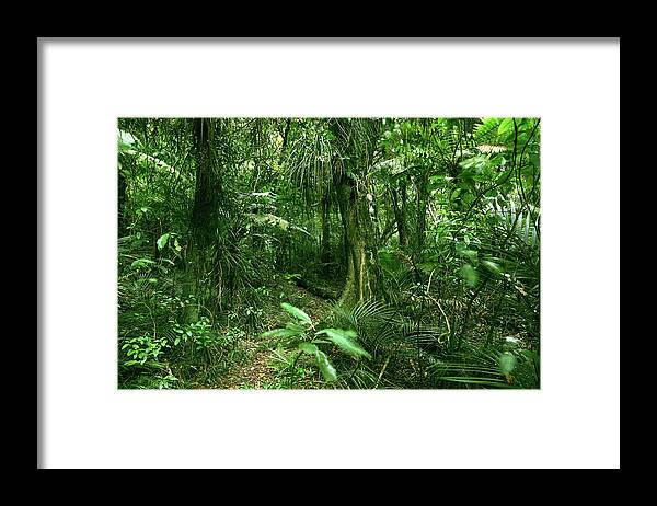 Rain Forest Framed Print featuring the photograph Jungle 13 by Les Cunliffe