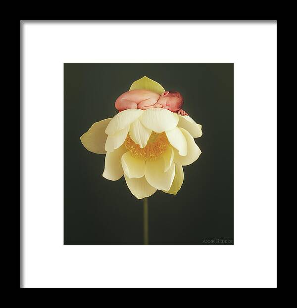 Water Lily Framed Print featuring the photograph Lotus Bud by Anne Geddes