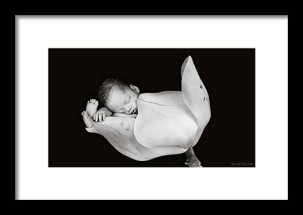 Black And White Framed Print featuring the photograph Aden in a Magnolia Bud by Anne Geddes