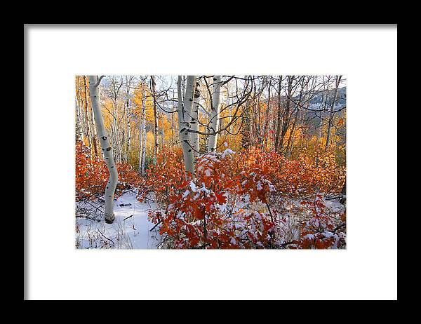 Autumn Framed Print featuring the photograph Fall #28 by Mark Smith