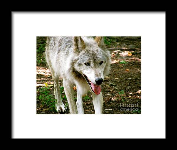 It Just To Hot Framed Print featuring the photograph The Wild Wolve Group A #28 by Debra   Vatalaro