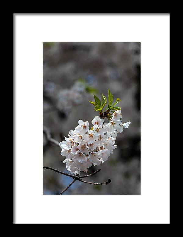 Cherry Blossoms Framed Print featuring the photograph Cherry Blossoms #289 by Robert Ullmann