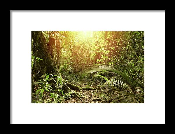 Rain Forest Framed Print featuring the photograph Forest light #29 by Les Cunliffe