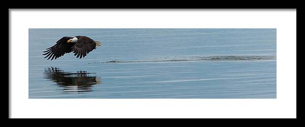 Bald Eagle Framed Print featuring the photograph Bald Eagle flying #3 by Ed Book