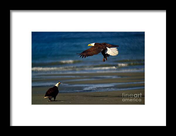 Bald Eagle Framed Print featuring the photograph Bald Eagle #3 by Marc Bittan
