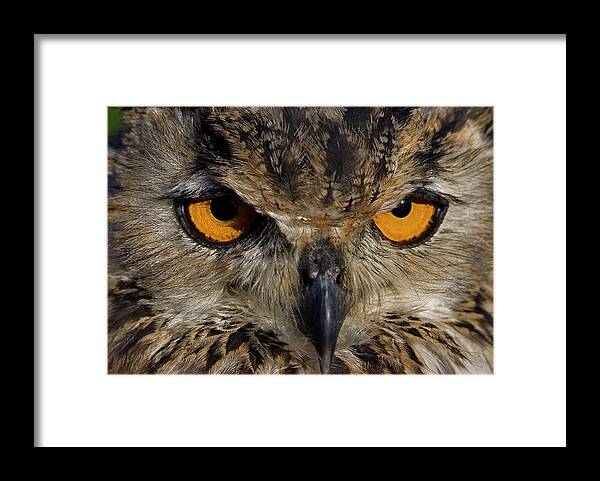 Bengal Eagle Owl Framed Print featuring the photograph Bengal Eagle Owl #3 by JT Lewis