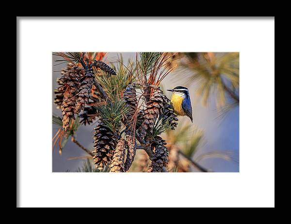 Adorable Framed Print featuring the photograph Black-capped Chickadee by Peter Lakomy