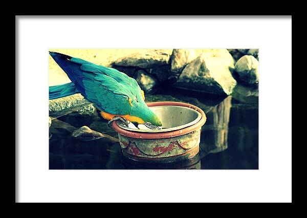 Blue-and-yellow Macaw Framed Print featuring the photograph Blue-and-yellow Macaw #3 by Jackie Russo