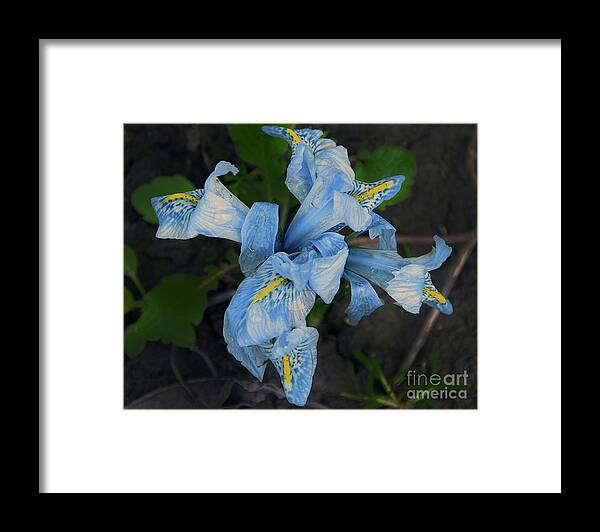 Flowers Framed Print featuring the photograph Blue Iris #3 by Elvira Ladocki