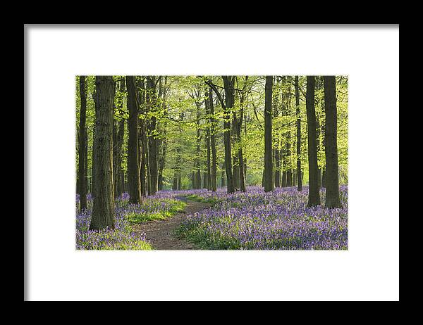  Framed Print featuring the photograph Bluebell Wood #3 by Liz Pinchen