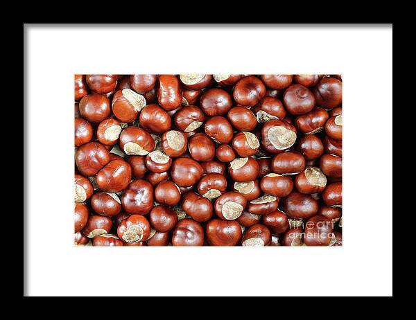 Conker Framed Print featuring the photograph Conkers by Michal Boubin