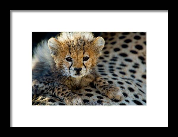 Photography Framed Print featuring the photograph Close-up Of Cheetah Acinonyx Jubatus #3 by Panoramic Images