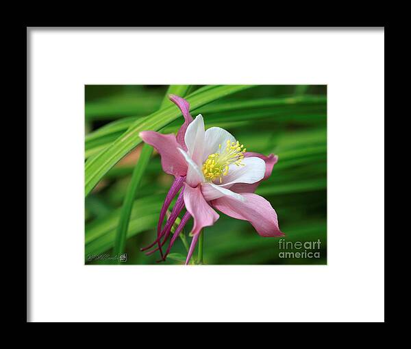 Mccombie Framed Print featuring the photograph Columbine from the Songbird Series named Robin #5 by J McCombie