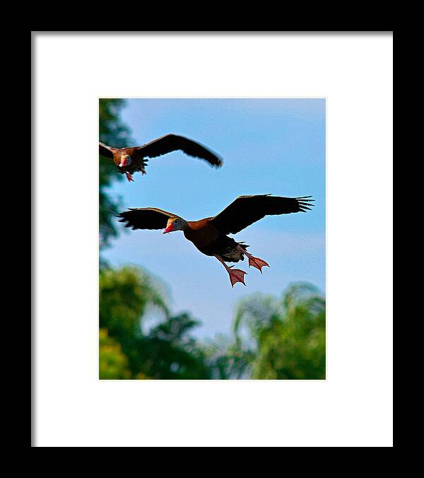 Birds Framed Print featuring the photograph 3 D by Alison Belsan Horton