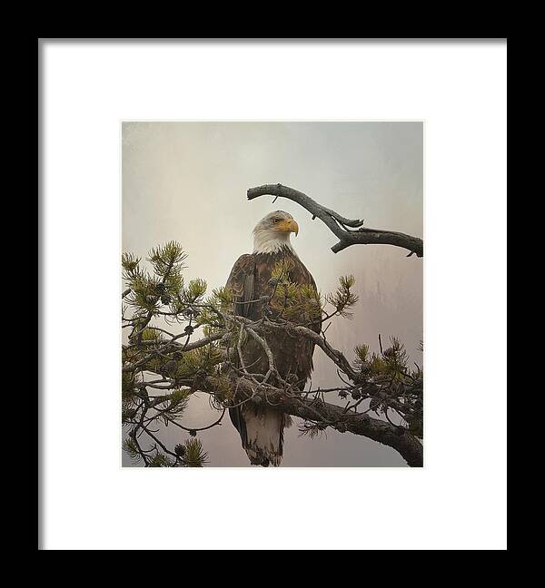 Bald Eagle Framed Print featuring the photograph Eagle Eye #3 by Fraida Gutovich