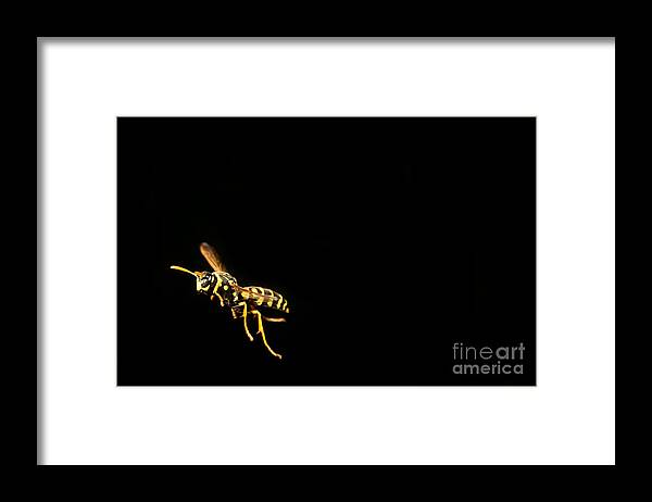 Eastern Yellow Jacket Framed Print featuring the photograph Eastern Yellow Jacket Wasp In Flight #3 by Ted Kinsman