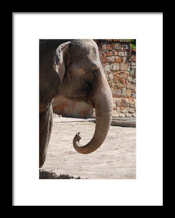 Ft. Worth Framed Print featuring the photograph Elephant Portrait #3 by Kenny Glover