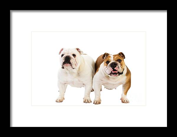 Adult Framed Print featuring the photograph English Bulldog #3 by Gerard Lacz