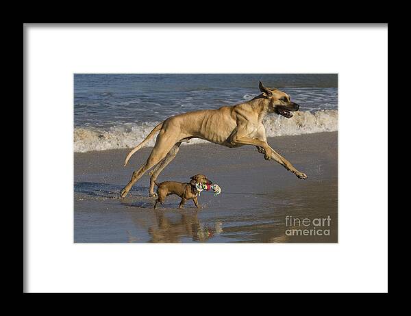 Great Dane Framed Print featuring the photograph Giant And Tiny Dogs #3 by Jean-Louis Klein & Marie-Luce Hubert