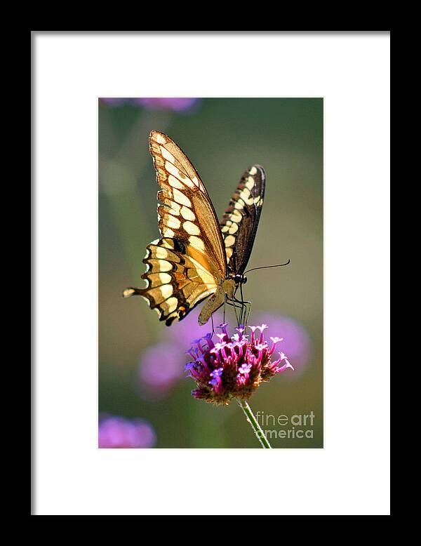 Giant Framed Print featuring the photograph Giant Swallowtail Butterfly #4 by Karen Adams