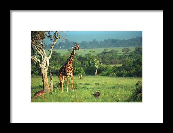 Giraffe Framed Print featuring the photograph Giraffe by Sebastian Musial