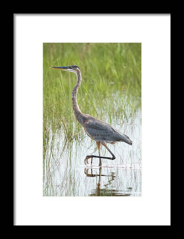 Bird Framed Print featuring the photograph Great Blue Heron Shark Valley Everglades Florida #3 by Adam Rainoff
