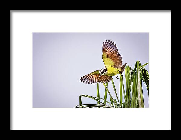 Animal Framed Print featuring the photograph Great Crested Flycatcher by Peter Lakomy