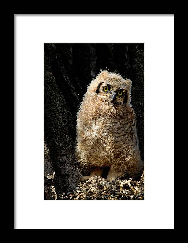 Great Horned Owl Framed Print featuring the photograph Great Horned Owlet #3 by Dawn Key
