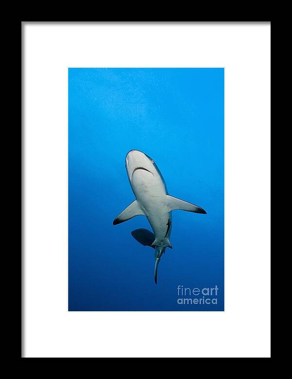 Gray Reef Shark Framed Print featuring the photograph Grey Reef Shark #3 by Reinhard Dirscherl