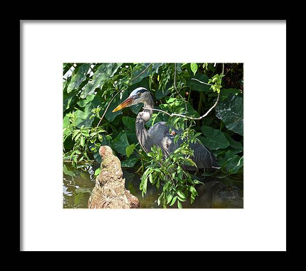 Heron Framed Print featuring the photograph Hiding Heron #3 by Carol Bradley