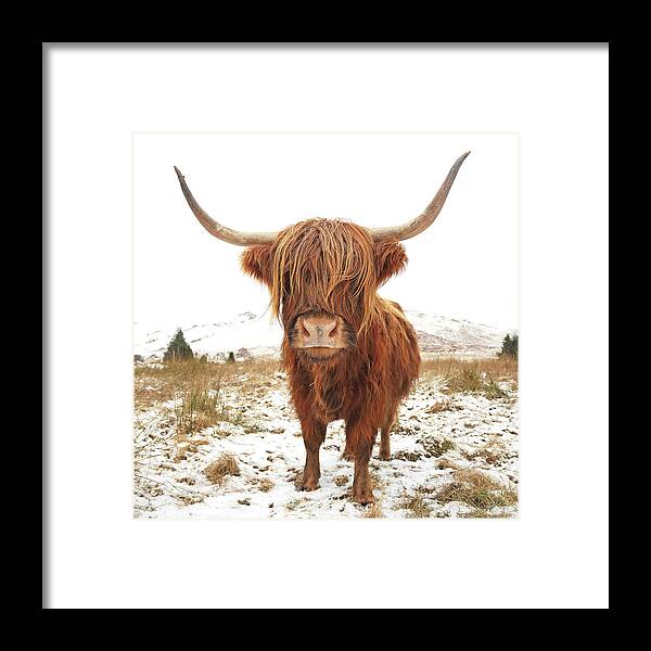 Highland Cattle Framed Print featuring the photograph Highland Cow #3 by Grant Glendinning