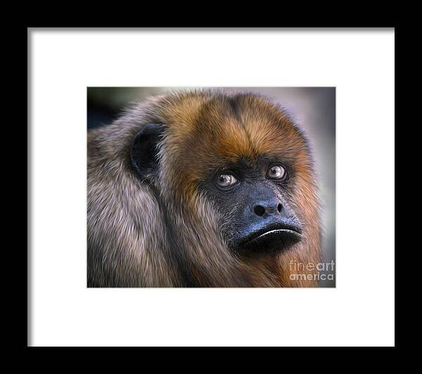 Howler Monkey Framed Print featuring the photograph Howler Monkey #1 by Savannah Gibbs