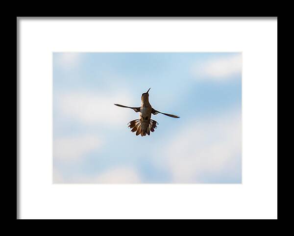 Hummingbird Framed Print featuring the photograph Hummingbird by Holden The Moment