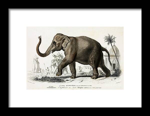 #faatoppicks Framed Print featuring the photograph Indian Elephant, Endangered Species #3 by Biodiversity Heritage Library