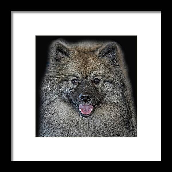 Keeshond Framed Print featuring the photograph Keeshond #3 by Larry Linton