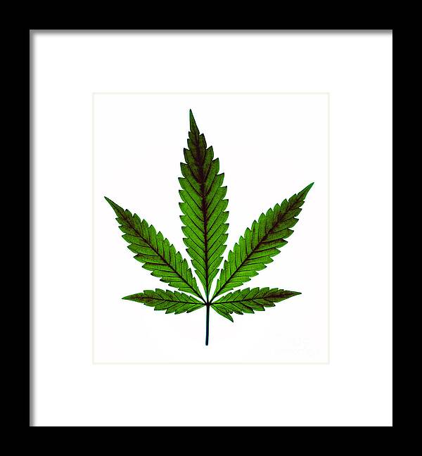 Biological Framed Print featuring the photograph Marijuana Leaf, Cannabis Sativa #3 by Ted Kinsman