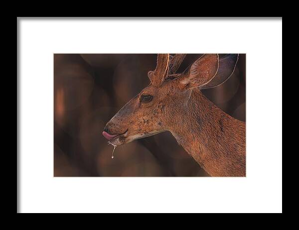 Animal Framed Print featuring the photograph Mule Deer #3 by Brian Cross