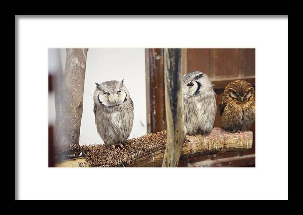 Kobe Animal Kingdom Framed Print featuring the photograph Owl #3 by Takaaki Yoshikawa